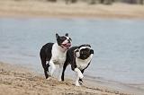 BOSTON TERRIER 375